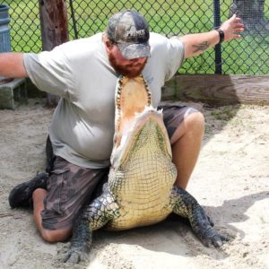 Live Alligator Show - Wooten's Everglades Airboat Tours